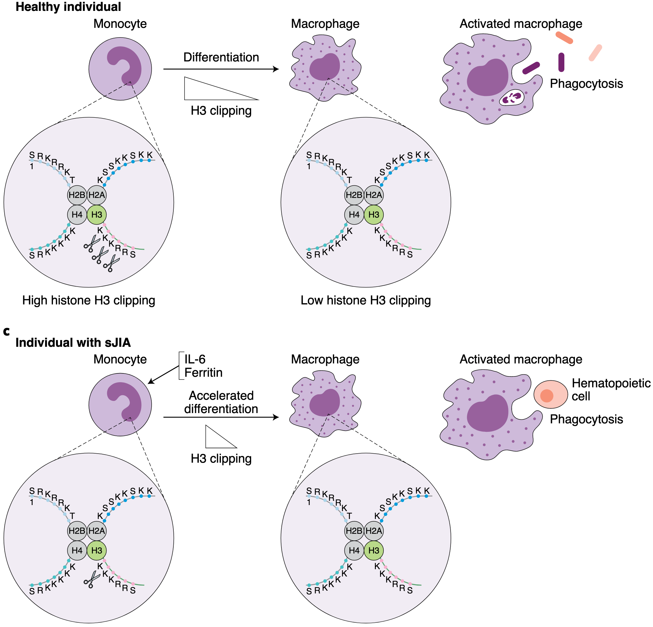 Histone clipping in monocytes to macrophage differentiation